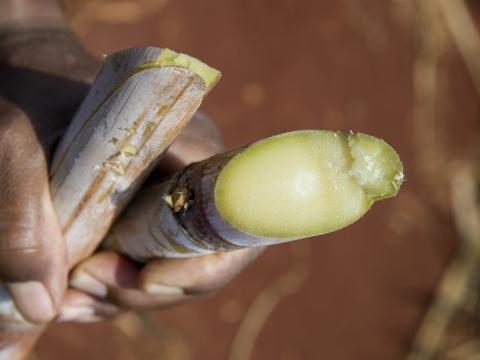 Sugarcane in Farmer