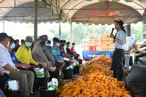 งานแสดงแปลงปลูกพันธุ์ NKข้าวโพดหลังนา