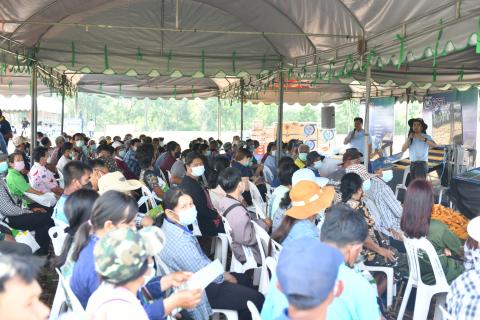 งานแสดงแปลงปลูกพันธุ์ NKข้าวโพดหลังนา