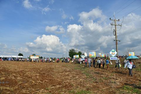 งานแสดงแปลงปลูกพันธุ์ NKข้าวโพดหลังนา