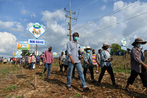 งานแสดงแปลงปลูกพันธุ์ NKข้าวโพดหลังนา
