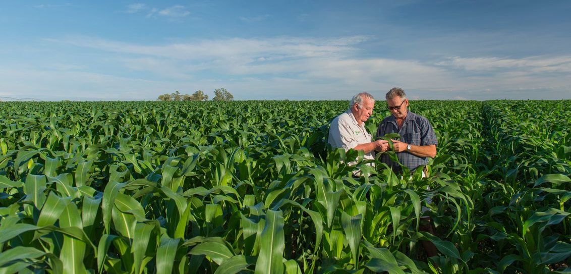 Argonomist and Growers in corn field