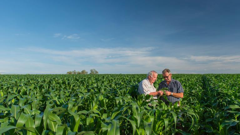 Argonomist and Growers in corn field