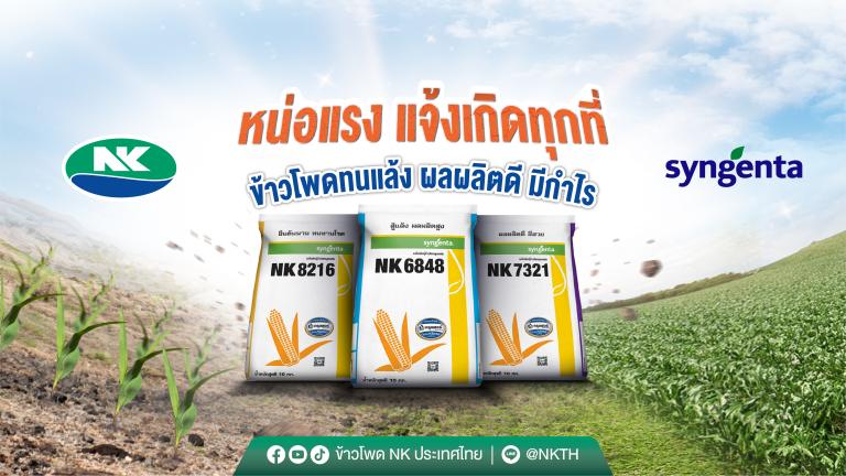 NK ข้าวโพดหน่อแรง แจ้งเกิดทุกที่ 