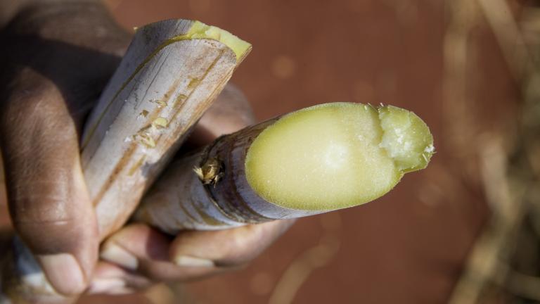 Sugarcane in Farmer