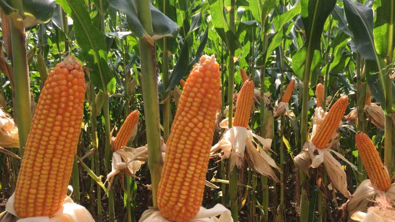 Healthy Corn