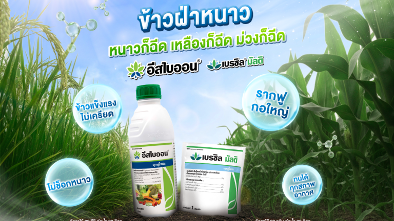 อีสไบออน คู่กับ เบรซิล มัลติ