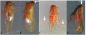 planthopper-corn