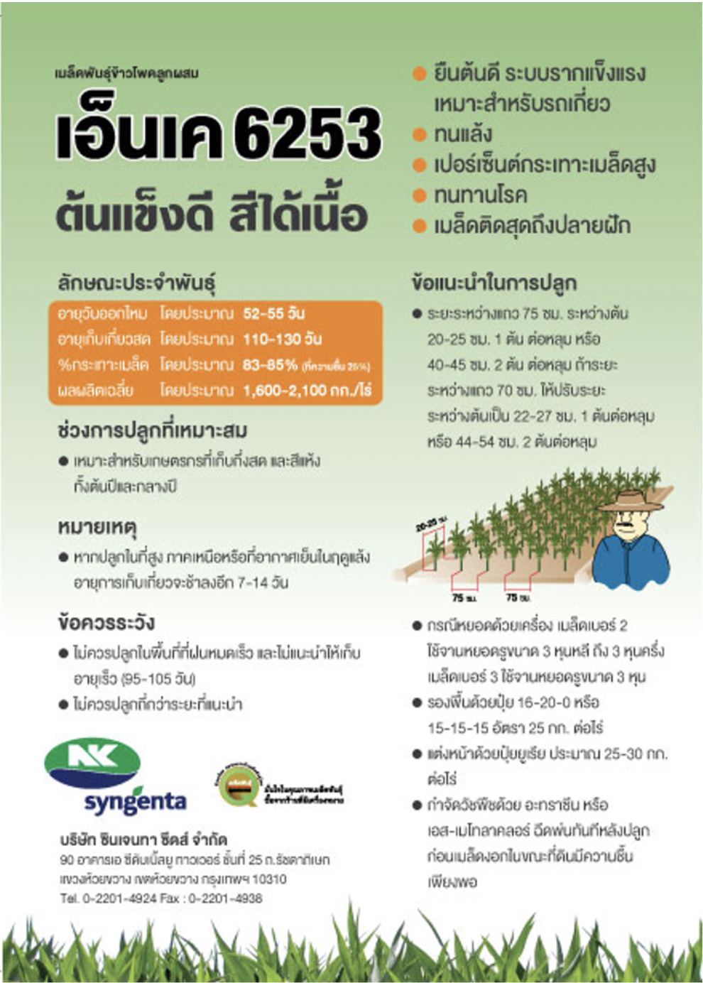 ข้าวโพดเลี้ยงสัตว์ 6253