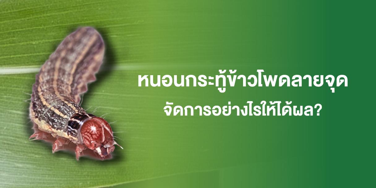 หนอนกระทู้ข้าวโพดลายจุด จัดการอย่างไรให้ได้ผล