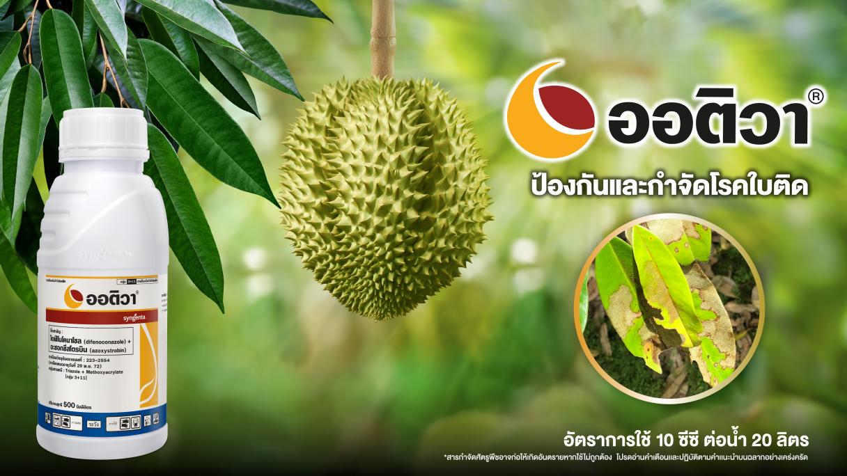 ออติวา ทุเรียน แบนเนอร์