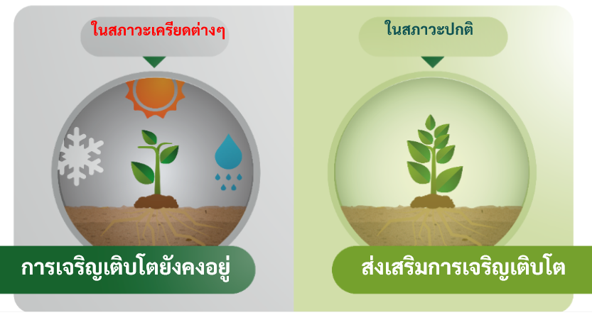 02หน้าที่การทำงานของบูสเทน