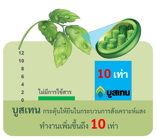 04บทบาทการทำงานของบูสเทน2