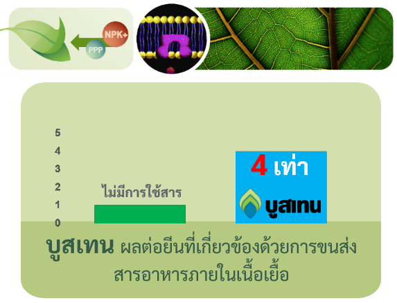05บทบาทการทำงานของบูสเทน3