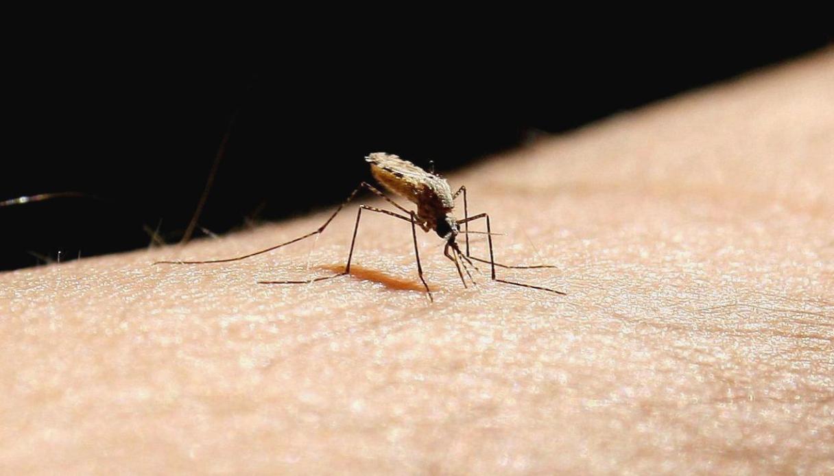 มาลาเรีย Syngenta Close up of an Anopheles mosquito