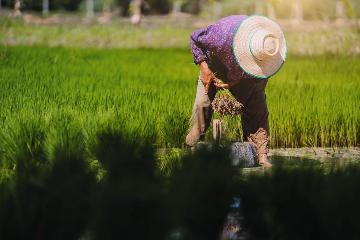 Farmers prepare seedlings for planting in the rainy season, Thailand