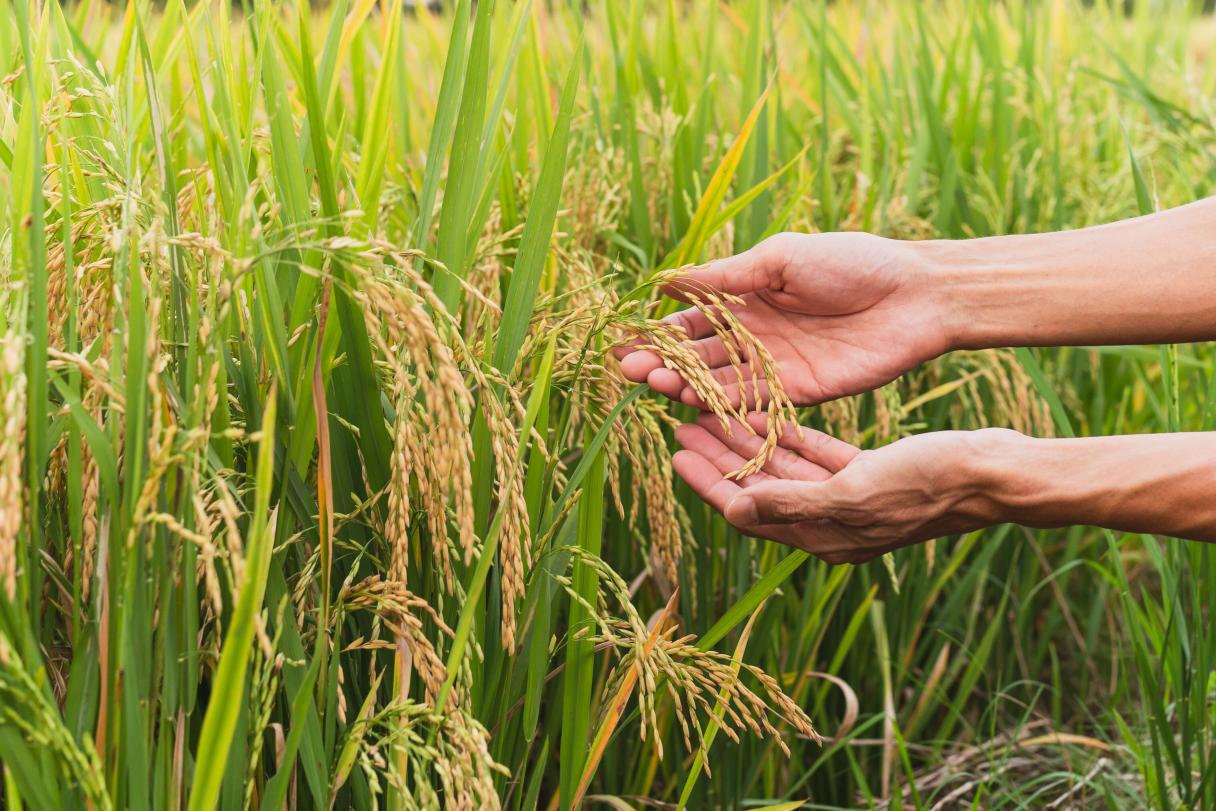 Hand gently holding yellow rice in the paddy field