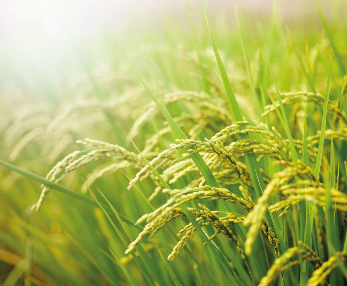 Print Close Up on rice fields