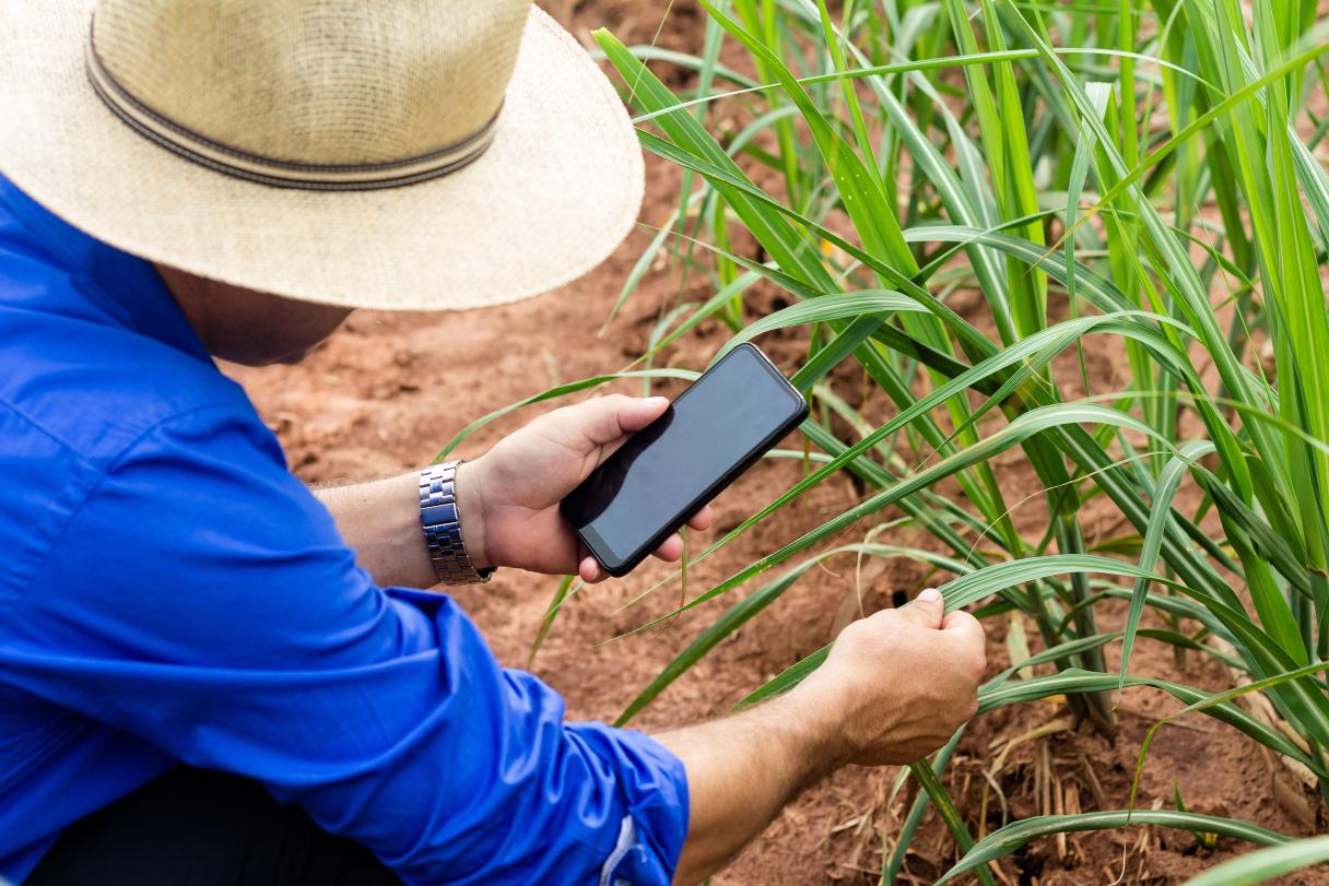 Farmer working in the field