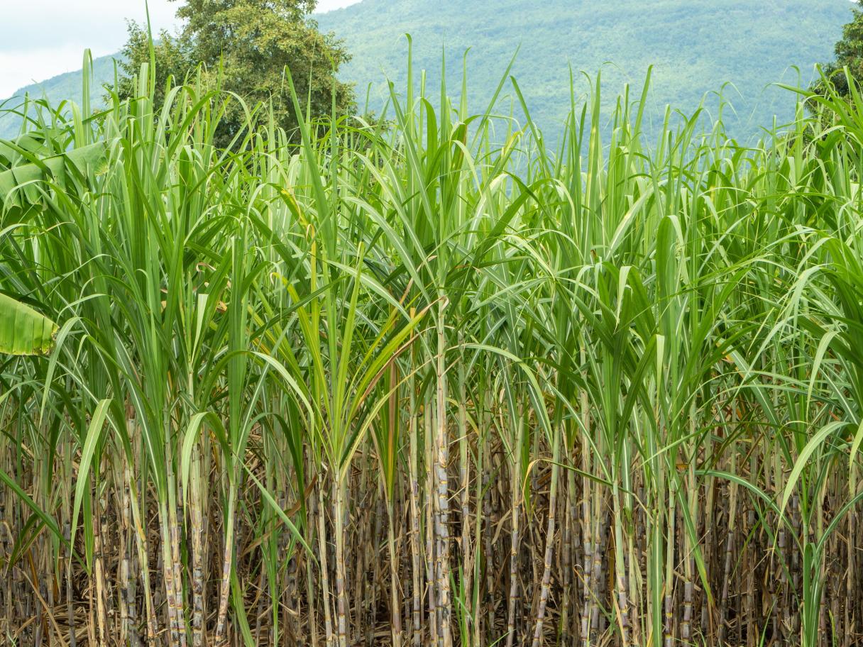 Print Sugarcane Field