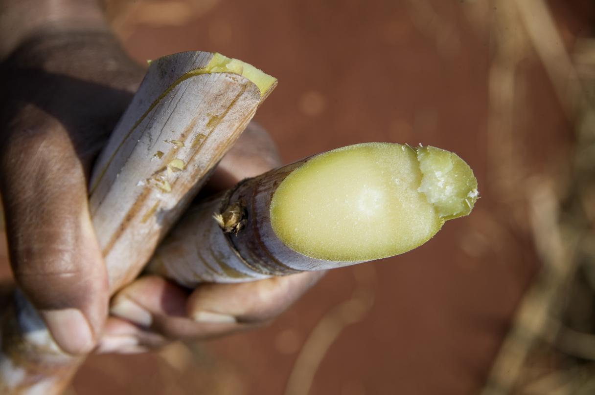 Sugarcane in Farmer