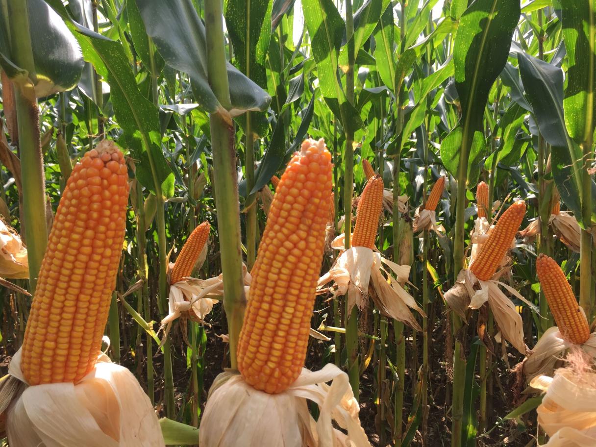 Healthy Corn