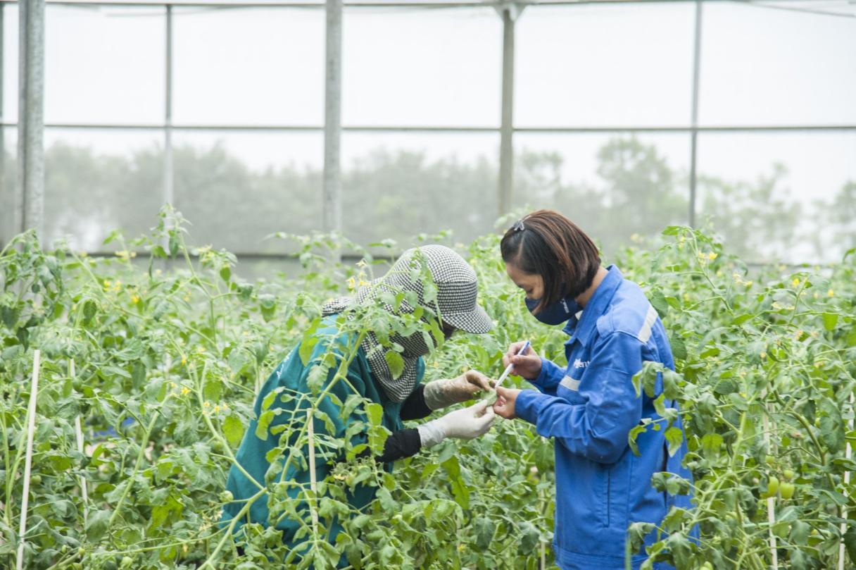 Workers inspecting tomato