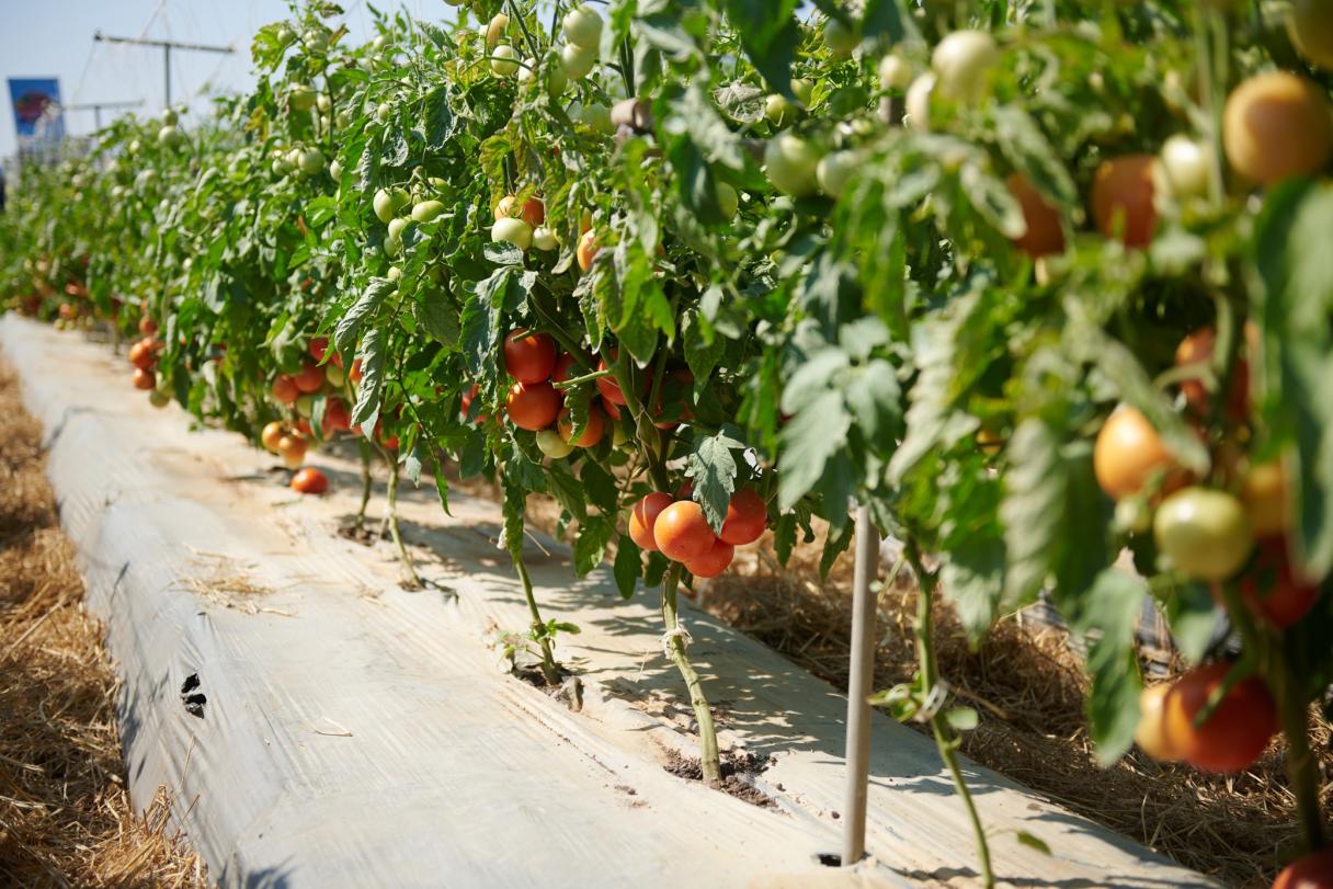 Khon Kaen Veggie Field Day 5