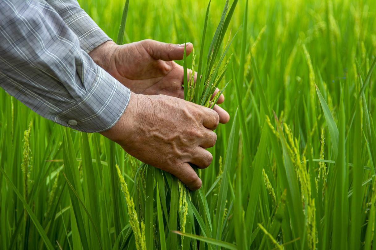 hands_holding_rice_plants